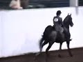 American Saddlebred Mondrian -  NWSA Jr. Park Horse Champion
