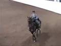 American Saddlebred Mondrian - NWSA Jr. Park Horse Champion