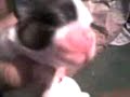 perritos cyv perritos cyv