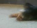 yorky belly scratch