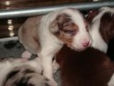border collie puppy\ border collie puppy\
