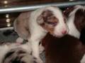 border collie puppy's drinken bij hun moeder