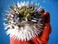 ハリセンボンが膨らんだよ♪ Porcupine Fish