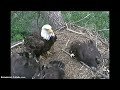 Click here to watch this video Decorah Eagles-Sleepy Day-4.35pm 24 May 2012
