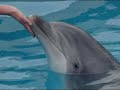 Beck - Touch Dolphins Beck - Touch Dolphins