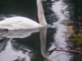 Swan Song on Horseshoe Lake