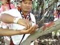 Sangre de Drago (Croton lechleri) Amazon Herbs Indigenous Shaman use for the stomach. (en espanol)
