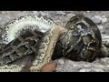 Python vs Python 05 - Python killing Python