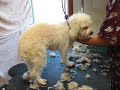 Chien Mirtille ...