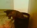 A cat comes out of a bin A cat comes out of a bin