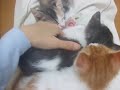 Watch 'Sorpresa bajo los gatos dormidos'