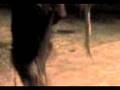 videos de juckass 3