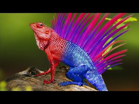 Most MYSTERIOUS Ancient Creatures With BIZARRE Features!