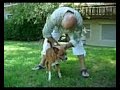 TOBIA CANE PULITO TOBIA CANE PULITO