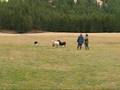 Merk Open Field Bounce Work.wmv