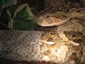 shedding puff adder shedding puff adder