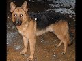 My German Shepherds