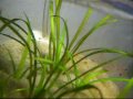 1 gal planted bowl.wmv