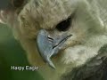 Eagles! Eagles!
