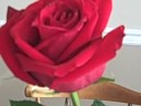 Rose test