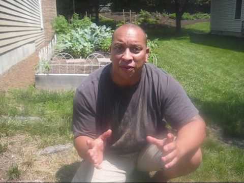 how to care for a zucchini plant