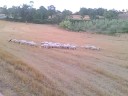 Sheep in Tuscany
