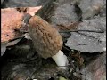 Oyster Mushrooms