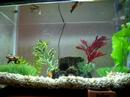 Fish Dancing to Turner Playing Guitar