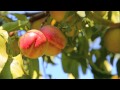 Wespak Nectarine Leaf Pulling