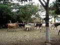 videos de san francisco de macaira 