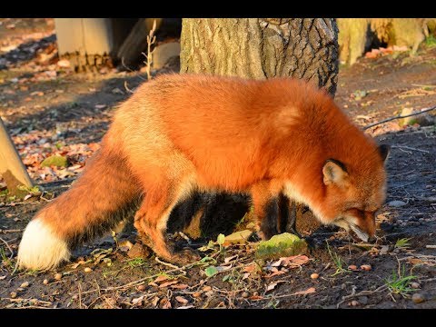 Zao Fox Village Abandoned Kansai