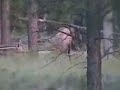 elk