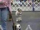 Zora Puppy Class LETS GO