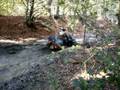 Quads dans un bourbier à Forest Hill
