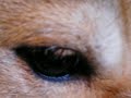 柴犬動画