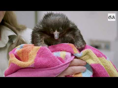 Sydney (Australien): Taronga Zoo pppelt Wildtiere nac ...