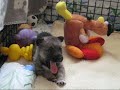8 adorable Swedish Vallhund puppies