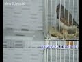 Singing to females makes male birds\ Singing to females makes male birds\