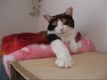 ????? - vol.1 - Yawning Cat ????? - vol.1 - Yawning Cat