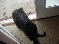 a schnoodle name bailey