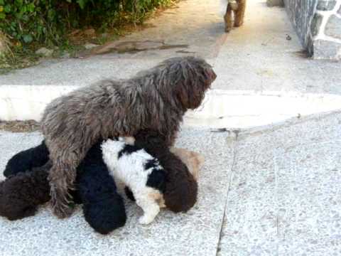 perro de agua español