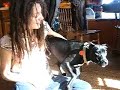 Katanna seal barks