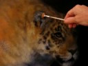 painting leopards ear 2 painting leopards ear 2