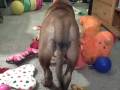 ARISTOCRAT BULLMASTIFFS FORMERLY DEXT-ORR BULLMASTIFFS DEEP RED FEMALE PET PUPPY FOR ADOPTION!!!