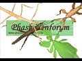 Phasmidenforum Phasmidenforum