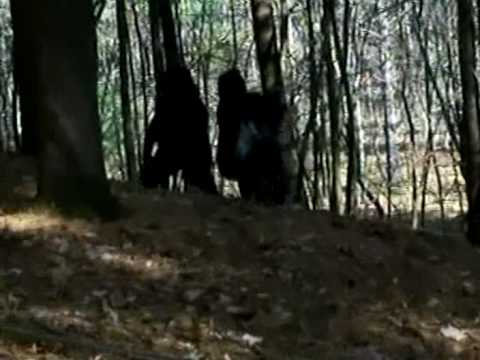 WORLD'S MOST SHOCKING BIGFOOT FOOTAGE