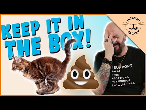Does Your Cat RUN OUT of the litter box?