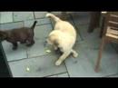 Golden Retriever Puppy Lab Puppy Adult Golden & Adult Lab