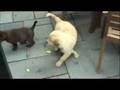 Golden Retriever Puppy Lab Puppy Adult Golden & Adult Lab