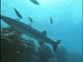 Tahiti Travel Doc  Part 08